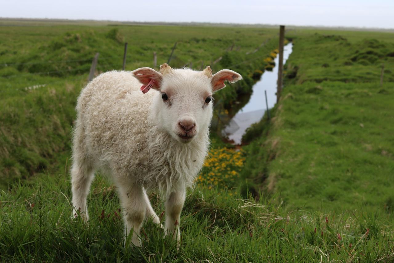 Adventure Hotel Geirland Kirkjubæjarklaustur Zewnętrze zdjęcie